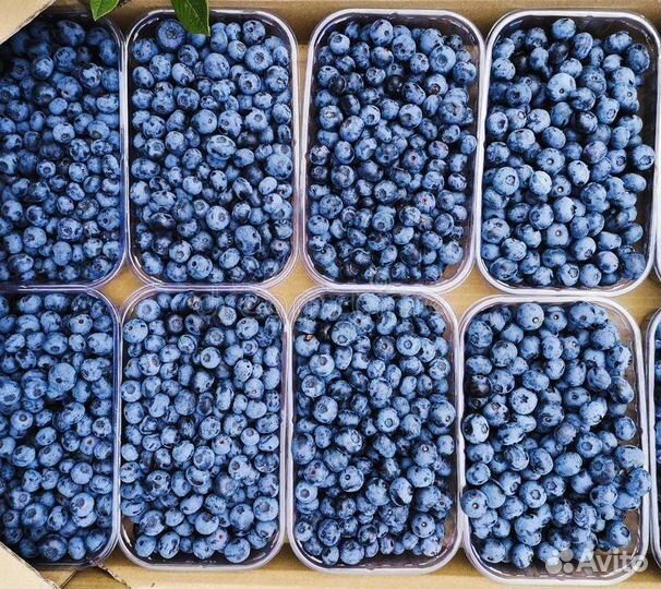 Голубика сорт Патриот саженцы