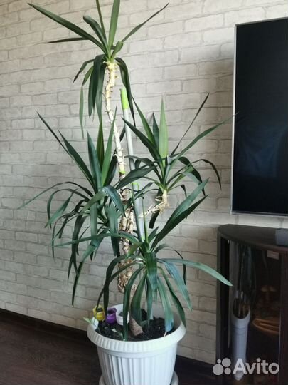 Пальма юкка