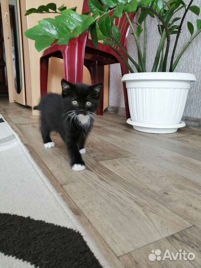 Черный котенок бесплатно