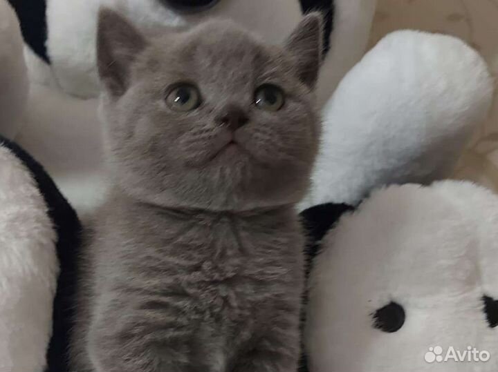 Кошечки прямоушки
