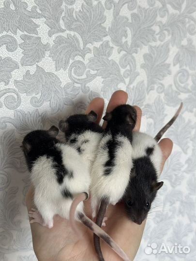 Крыса дамбо