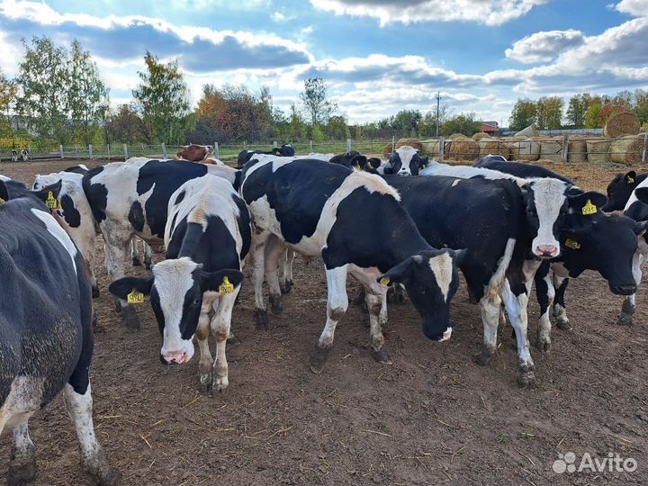 О Телята мясной пород холмогоры сименталы герефорд