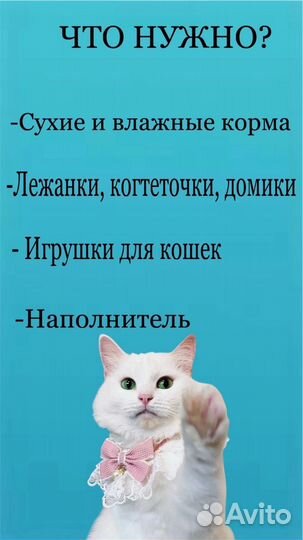 Котики