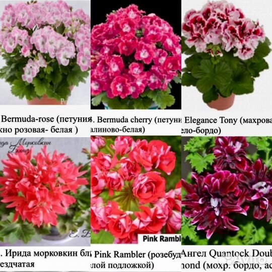 Пеларгонии сортовые