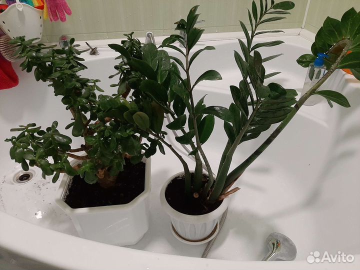 Отдам бесплатно цветы