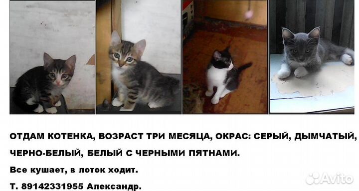 Отдам бесплатно