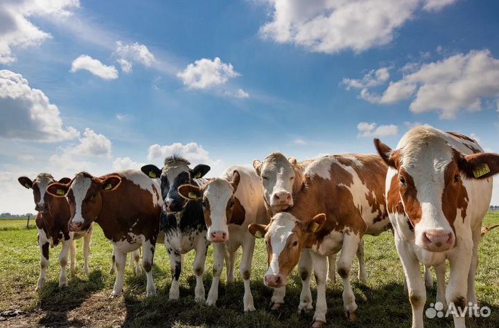 Обменяю крс на овец