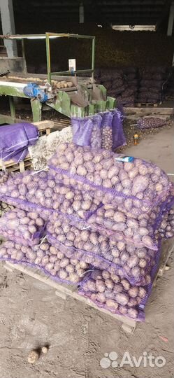 Картофель сорт гала