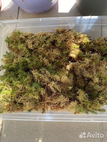 Мох сфагнум живой