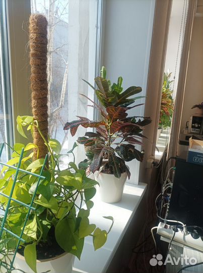 Комнатные растения (взрослые)