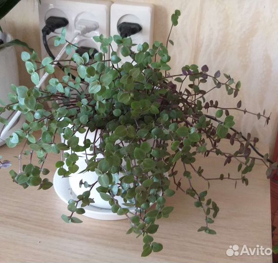 Традесканция коллизия