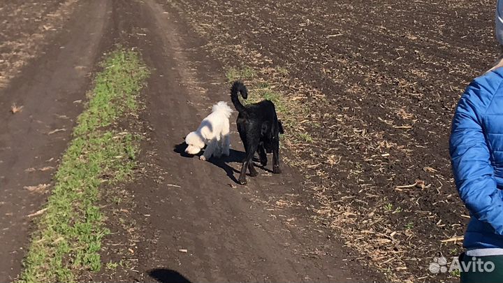 Выгульщик собак с 14 лет