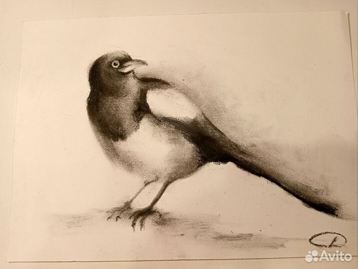 Набросок Сороки