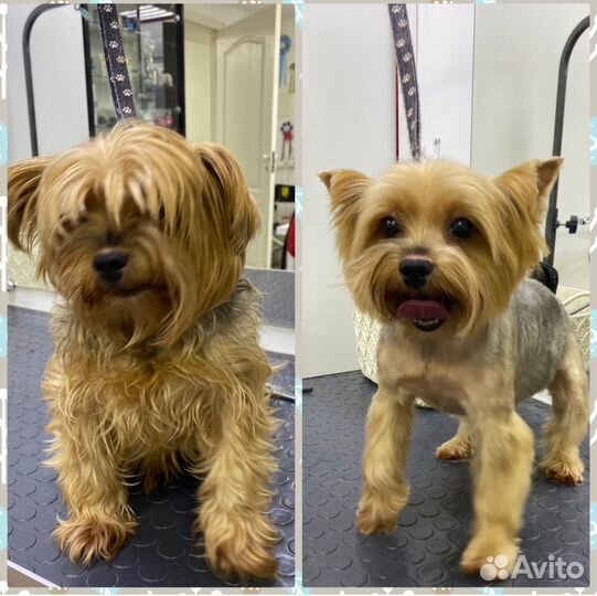 Стоижка собак мелких и средних пород