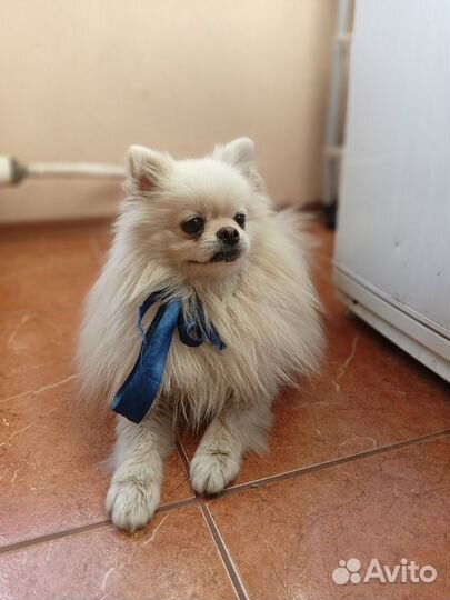 Приглашаем невест