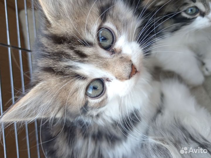 Шотландская