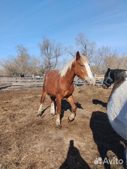 Жеребец тяжеловоз