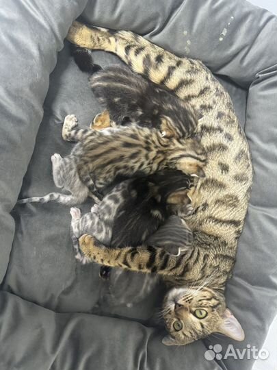 Бенгальские котята