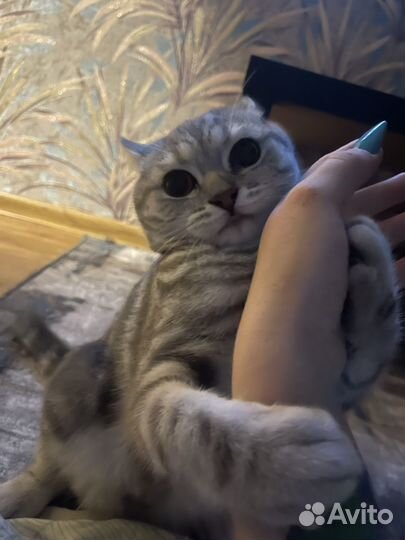 Британец