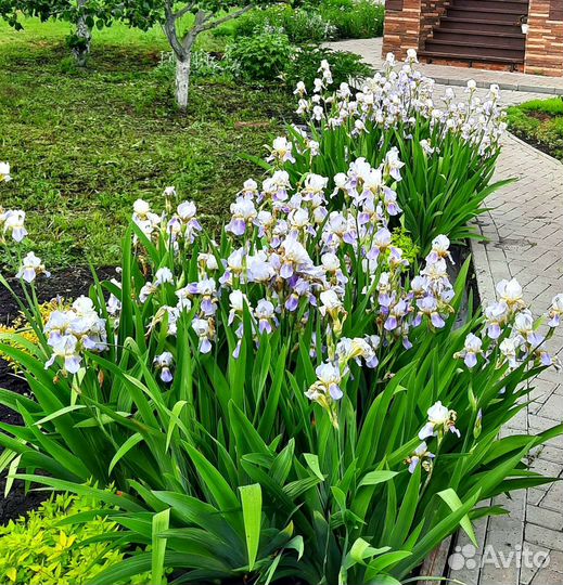 Ирис бородатый