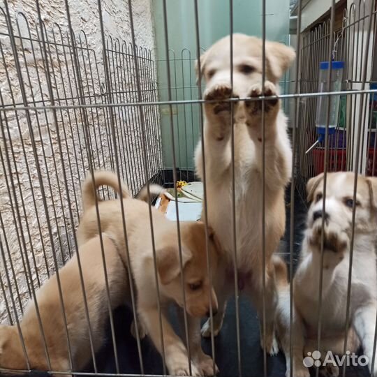 Собаки щенки бесплатно