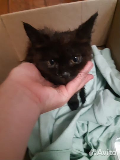 Котенок в добрые руки