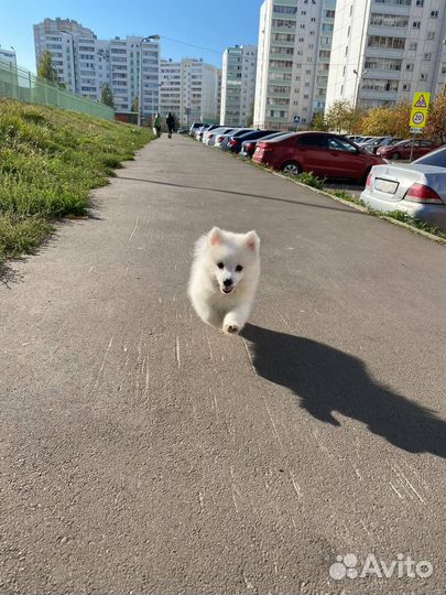 Японский шпиц