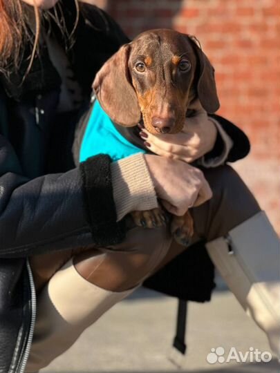 Кобель таксы для вязки