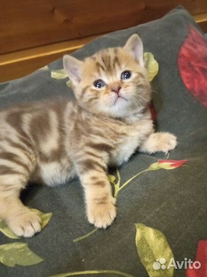 Шотландские котята