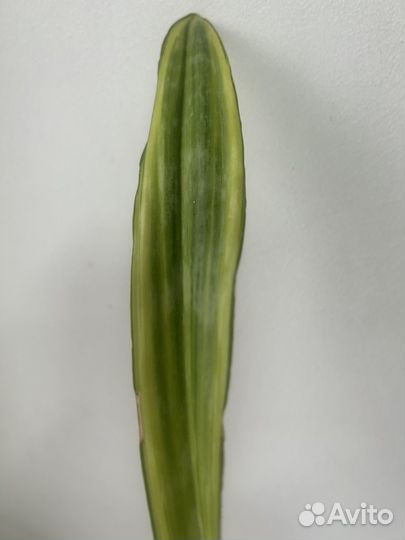 Сансевиерия лауренти