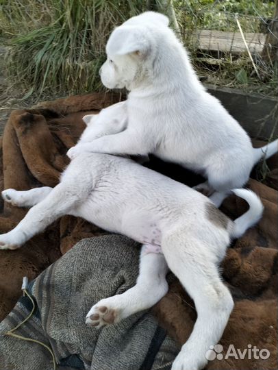 Беленький мишка