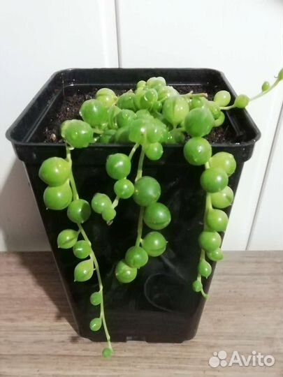 Крестовник Роулли