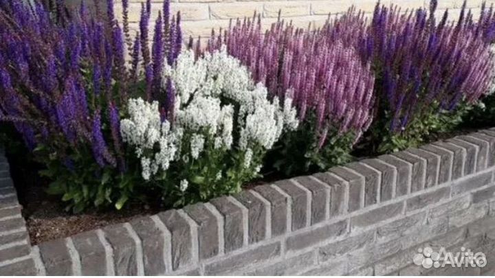 Шалфей розовый