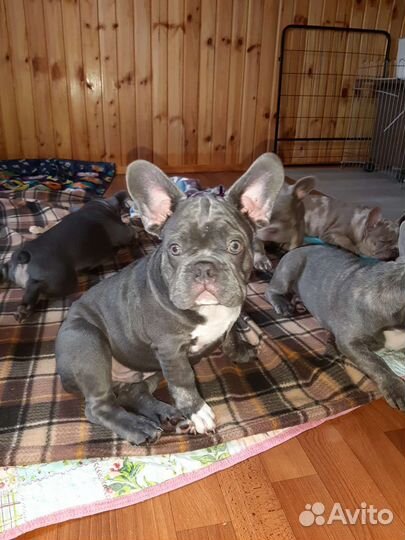 Французский бульдог щенки