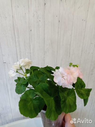 Пеларгония dovepoint