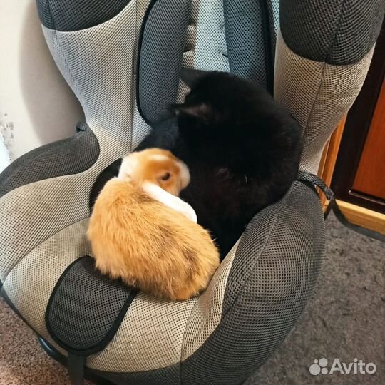 Декоративные кролики