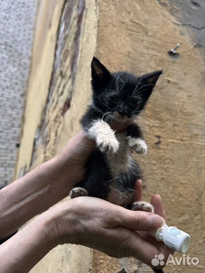 Котенок черный в добрые руки