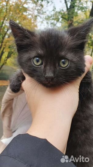 Котенок ищет дом