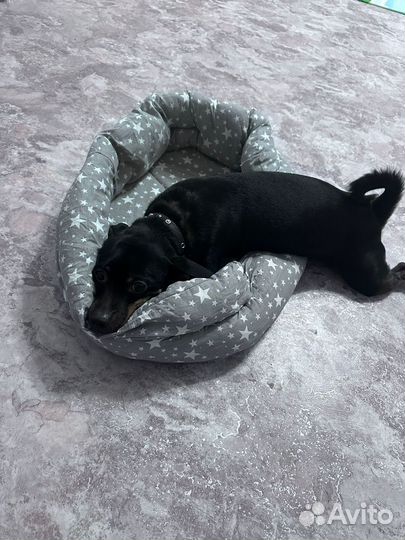 Собака