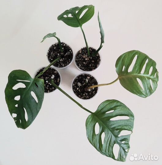 Фикусы и другие растения. Обновление