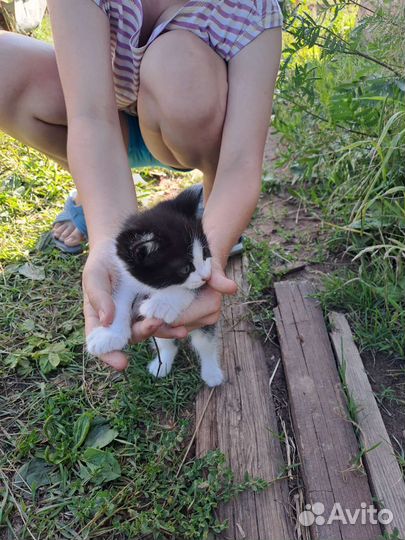 Котёнок в дар