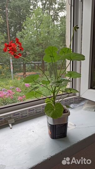 Пеларгония зональная Брайт Дей красная