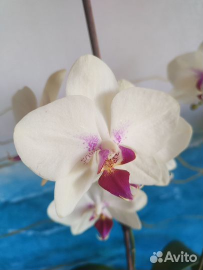Орхидея фаленопсис Октопус
