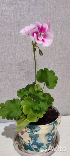 Пеларгонии