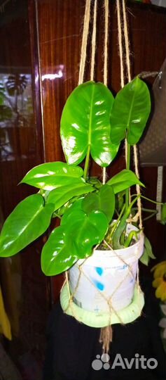 Комнатные цветы