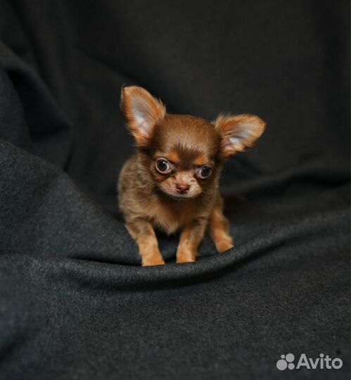 Длинношерстные чихуахуа