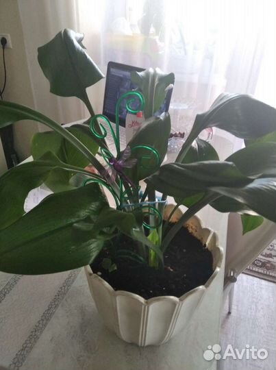 Лилия,хатиора, спатифиллум домино