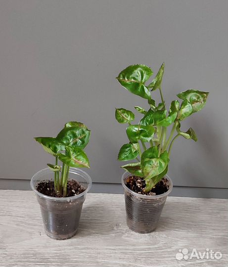 Сингониумы сортовые