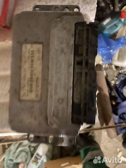 Мозги эбу на газель