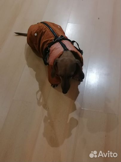 Зимний комбинезон для корги, длинной таксы девочки